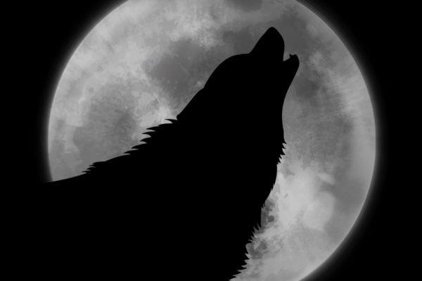 midnight wolf howl moon