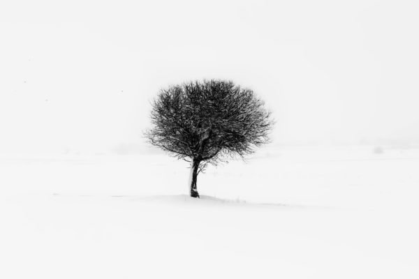 lone tree