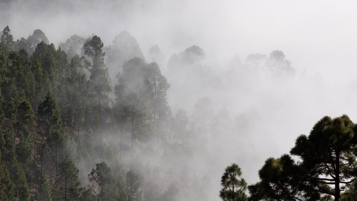 whisper of pines in fog